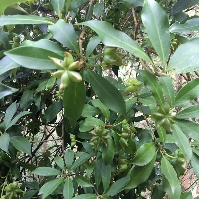 广西正宗大料新鲜现摘八角新货特级出口大茴香调料卤味