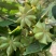 广西正宗大料新鲜现摘八角新货特级出口大茴香调料卤味