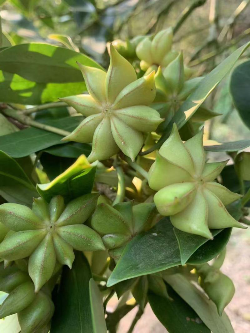 广西正宗大料新鲜现摘八角新货特级出口大茴香调料卤味