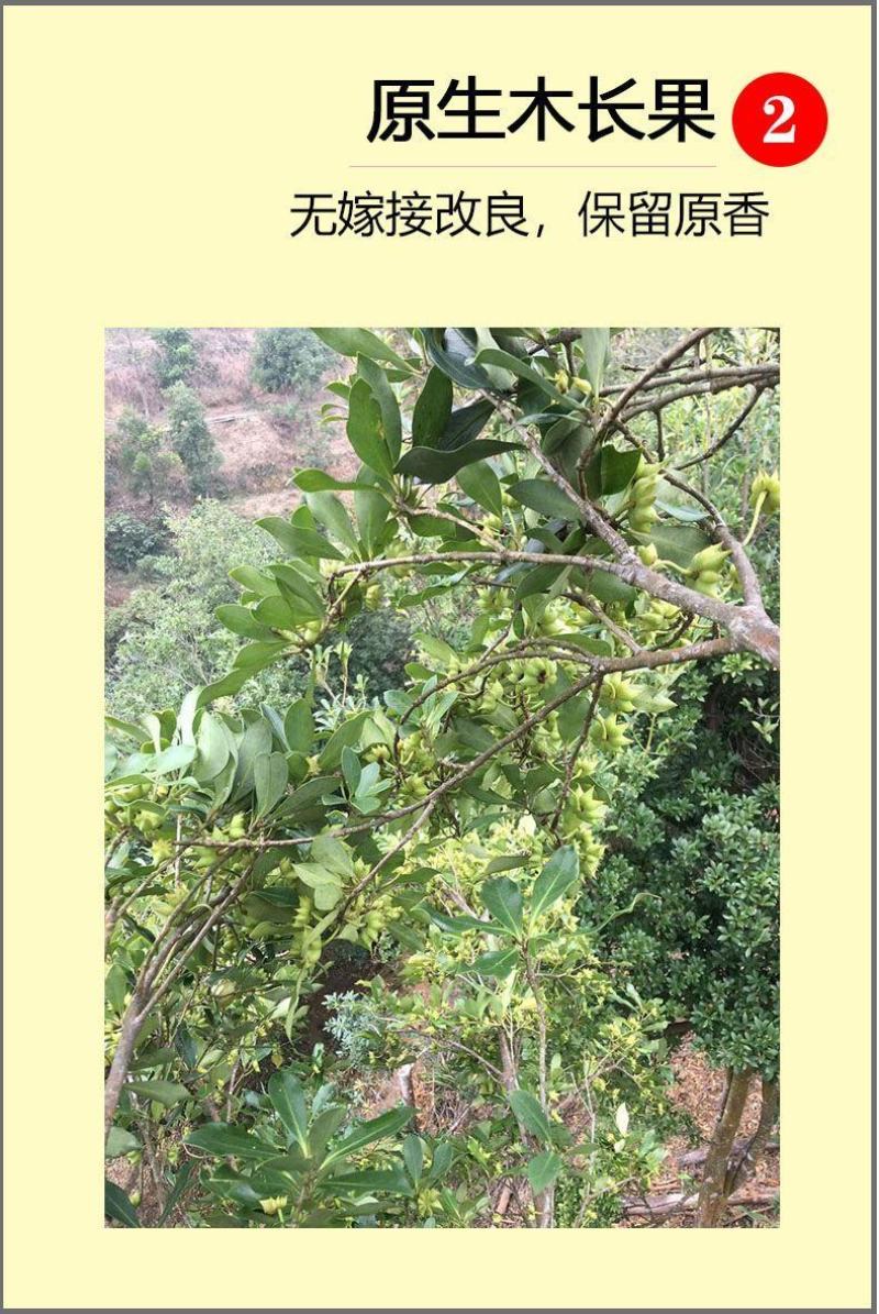 广西正宗大料新鲜现摘八角新货特级出口大茴香调料卤味