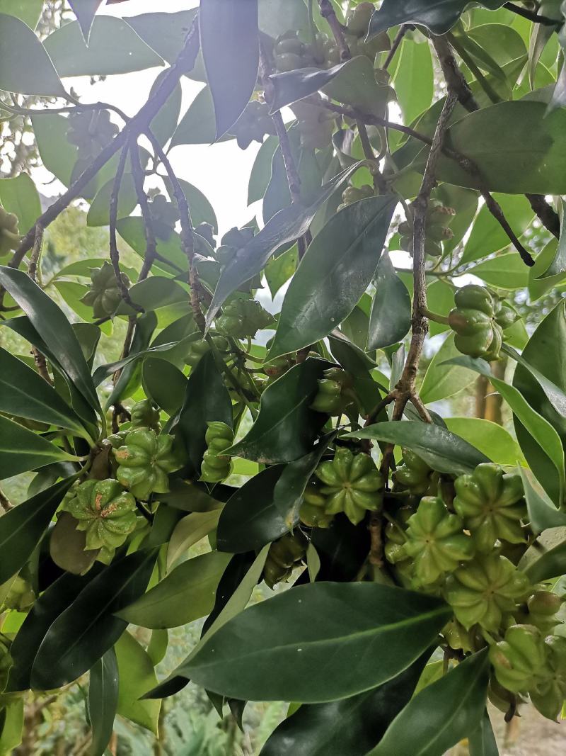 广西正宗大料新鲜现摘八角新货特级出口大茴香调料卤味