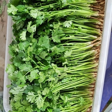 香菜