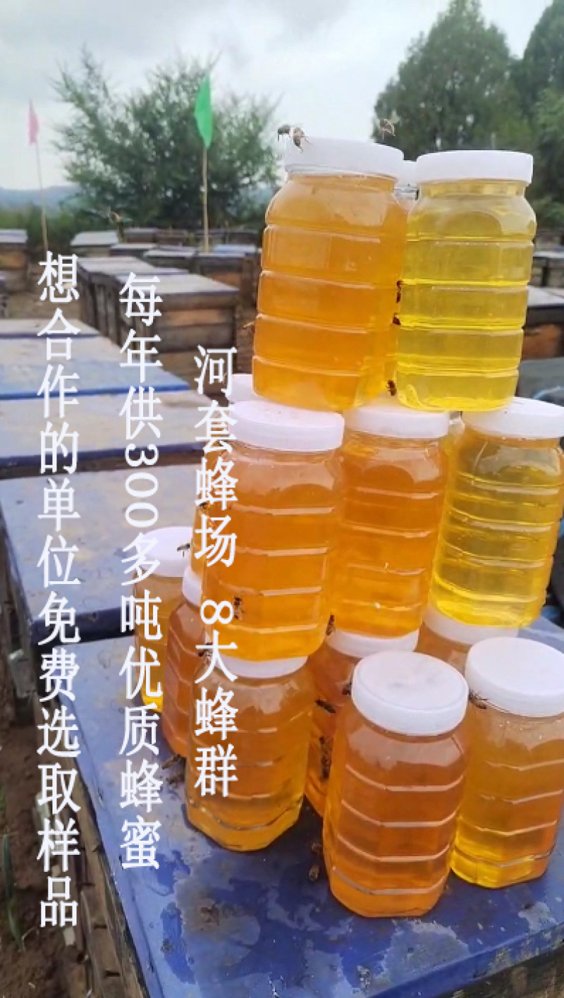 延安槐花蜂蜜土蜂蜜五味子蜜枸杞蜜