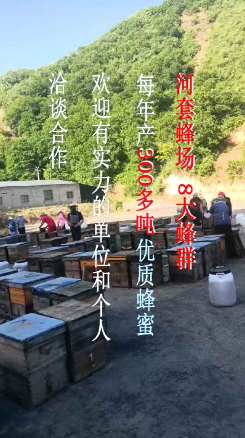 延安槐花蜂蜜土蜂蜜五味子蜜枸杞蜜