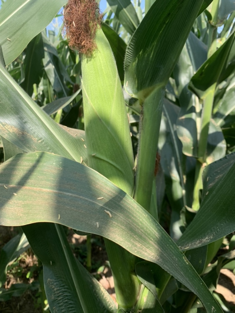 新鲜玉米🌽，秦龙十四