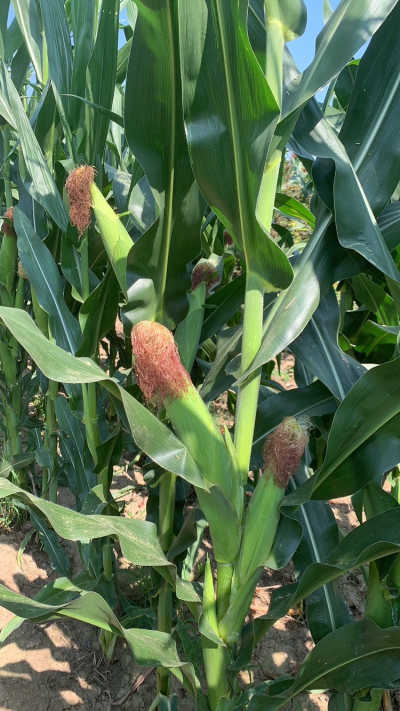 新鲜玉米🌽，秦龙十四