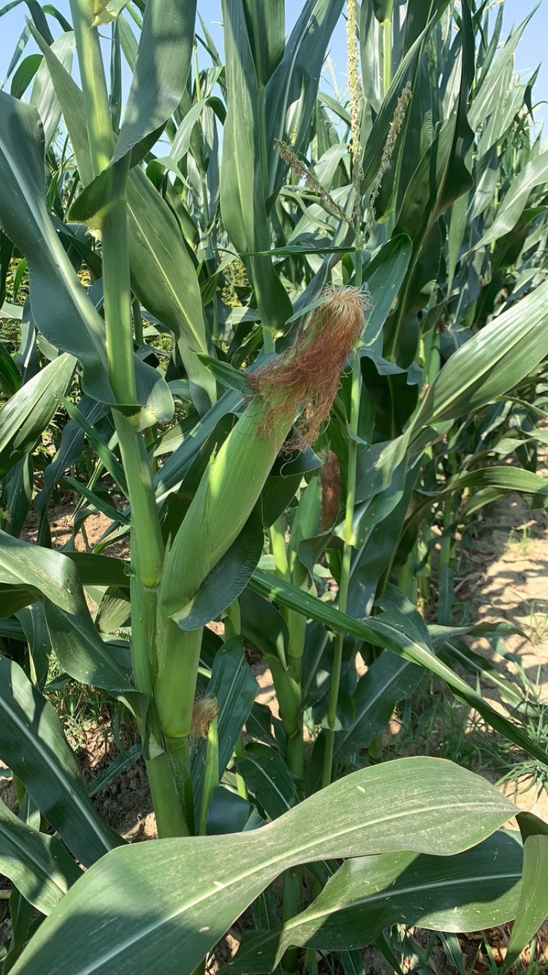 新鲜玉米🌽，秦龙十四