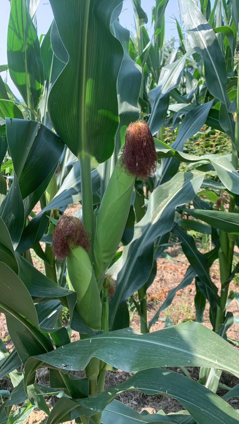 新鲜玉米🌽，秦龙十四