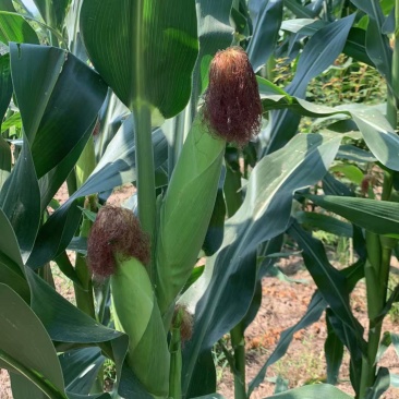 新鲜玉米🌽，秦龙十四
