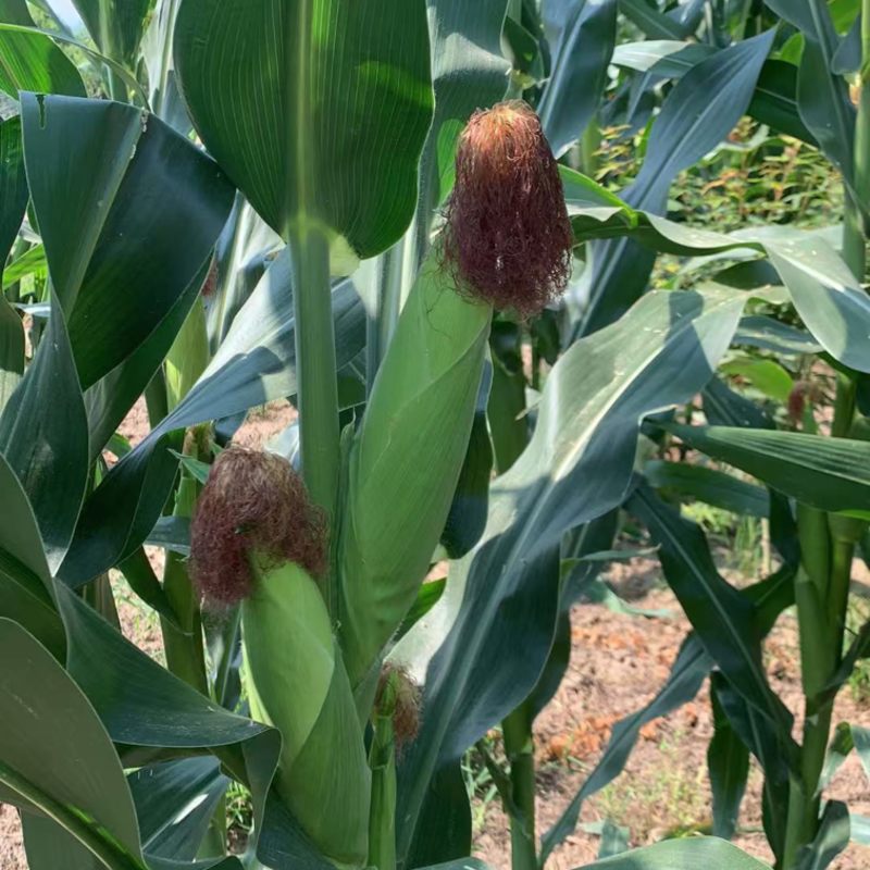 新鲜玉米🌽，秦龙十四