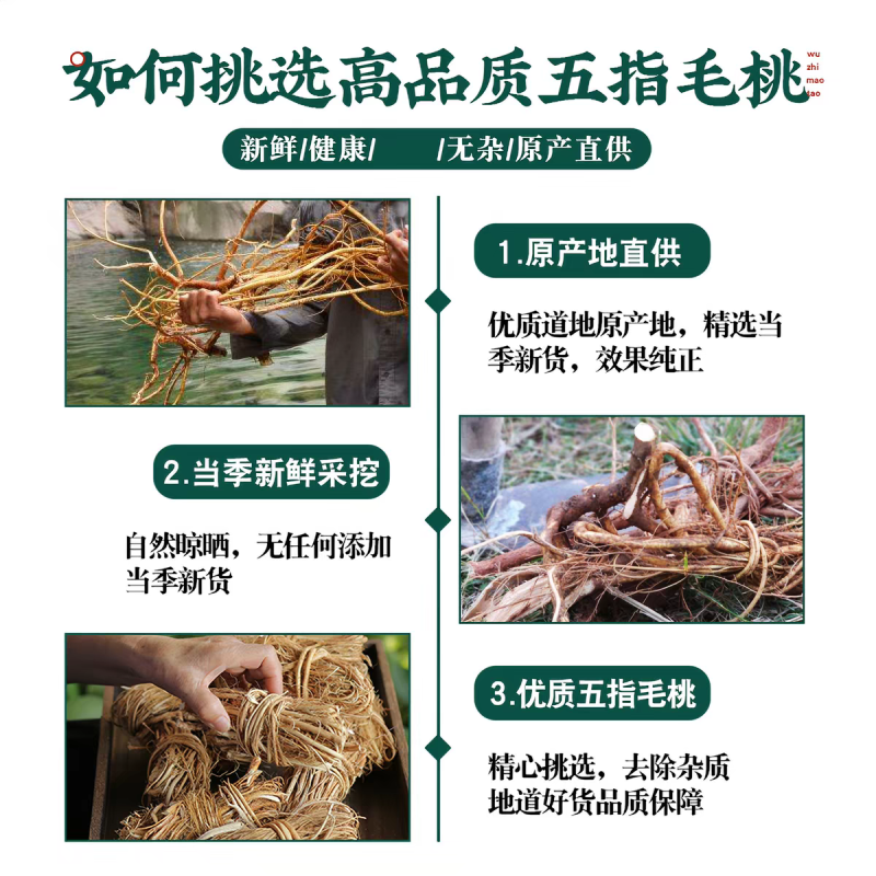 广东正宗野生五指毛桃根中药材煲汤泡水药食同源量大优惠新货