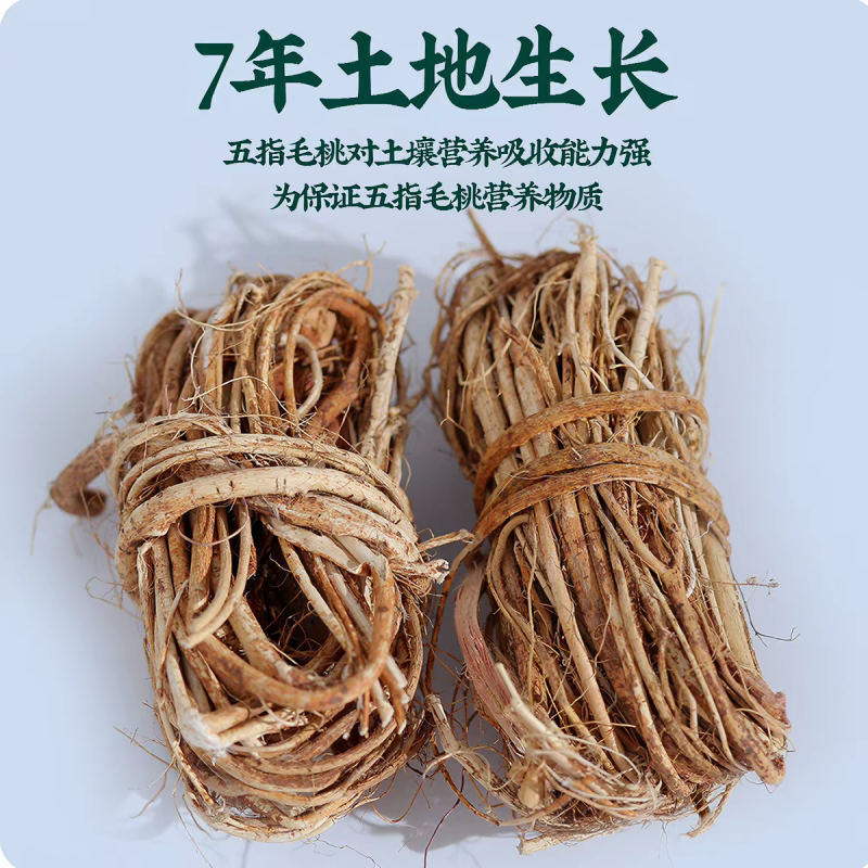 广东正宗野生五指毛桃根中药材煲汤泡水药食同源量大优惠新货
