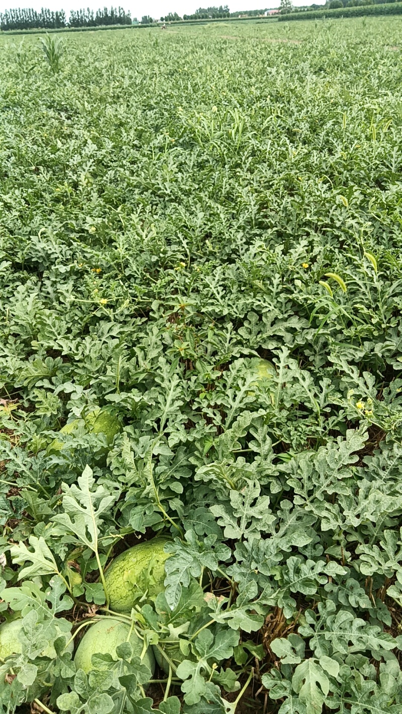 40亩地头茬西瓜开园了啊