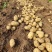 【实力】超九土豆沃土5号土豆品种齐全产地直发