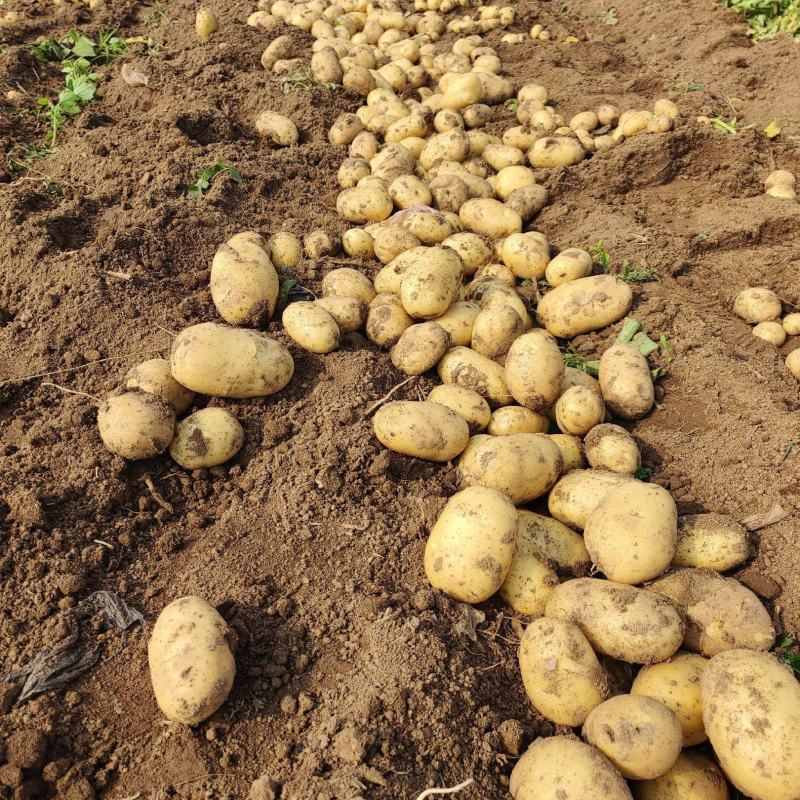 【实力】超九土豆沃土5号土豆品种齐全产地直发