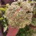 白芷种籽，纯二年移栽白芷种籽，分批采收，颗粒饱满