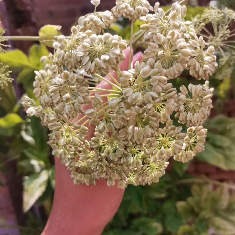 白芷种籽，纯二年移栽白芷种籽，分批采收，颗粒饱满