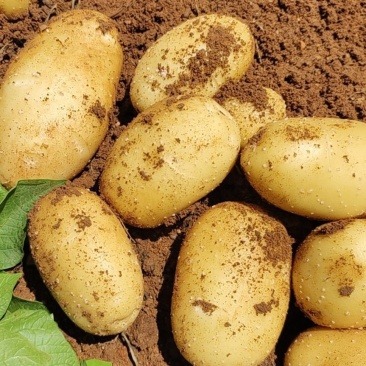 【精选】超九土豆沃土土豆现挖现发保质保量对接全国