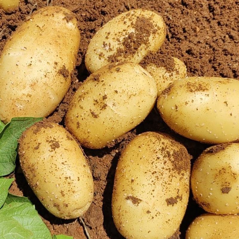 【精选】超九土豆沃土土豆现挖现发保质保量对接全国