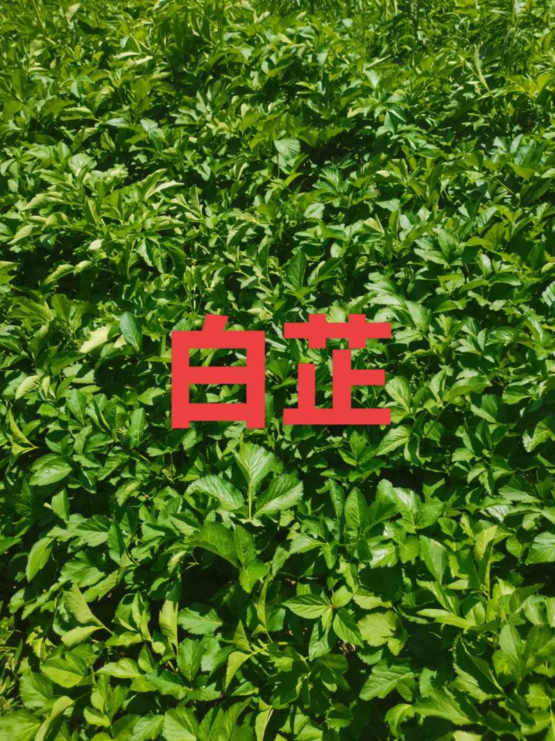 白芷种籽，纯二年移栽白芷种籽，分批采收，颗粒饱满