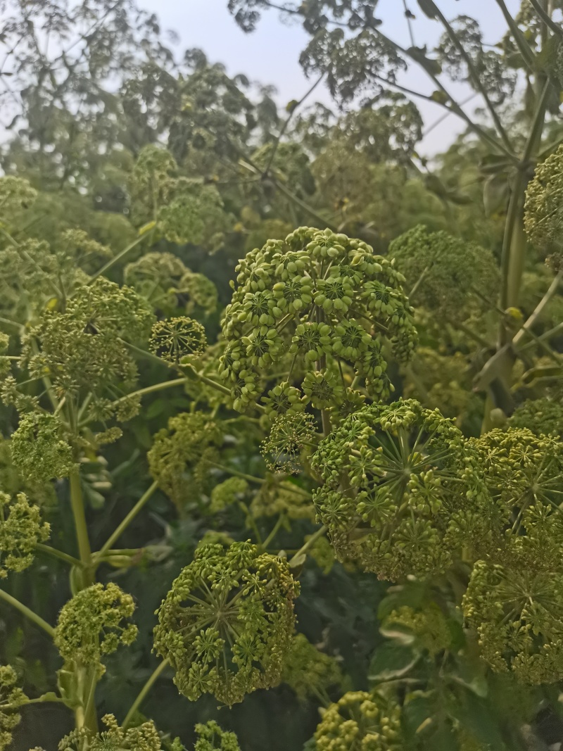 白芷种籽，纯二年移栽白芷种籽，分批采收，颗粒饱满
