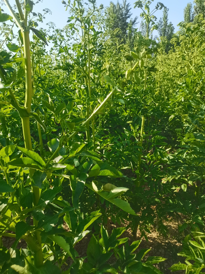 白芷种籽，纯二年移栽白芷种籽，分批采收，颗粒饱满