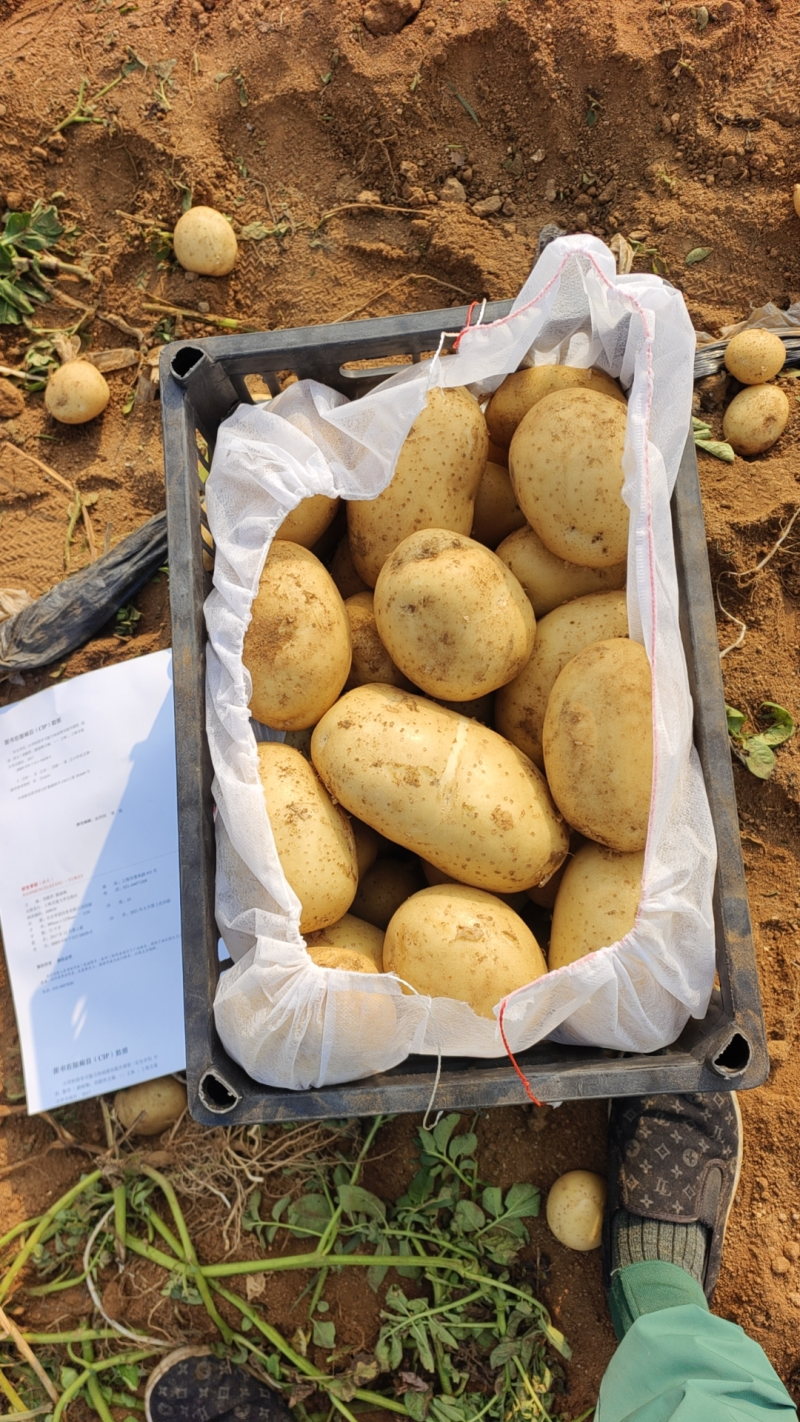 【精选】超九土豆沃土土豆现挖现发保质保量对接全国