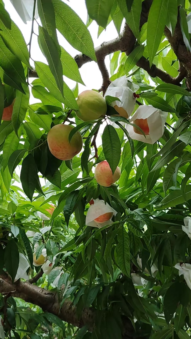 金堂晚湖景水蜜挑