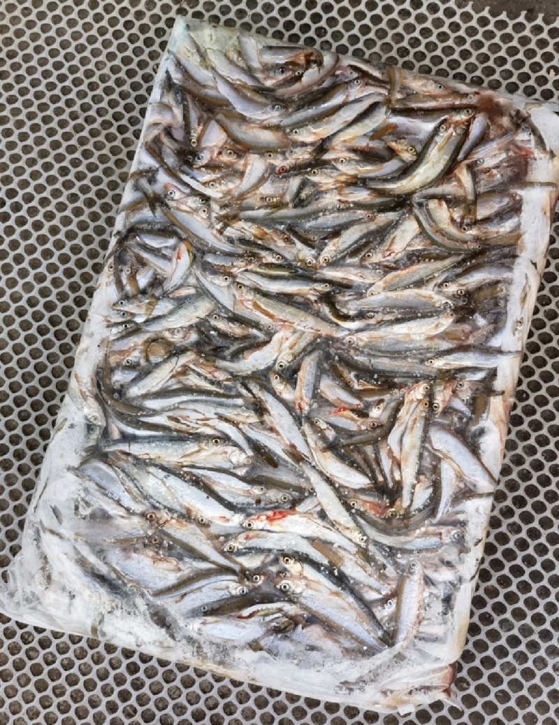 批发开肚白条鱼翘嘴鱼餐条规格定制商用油炸直供货源稳定野生