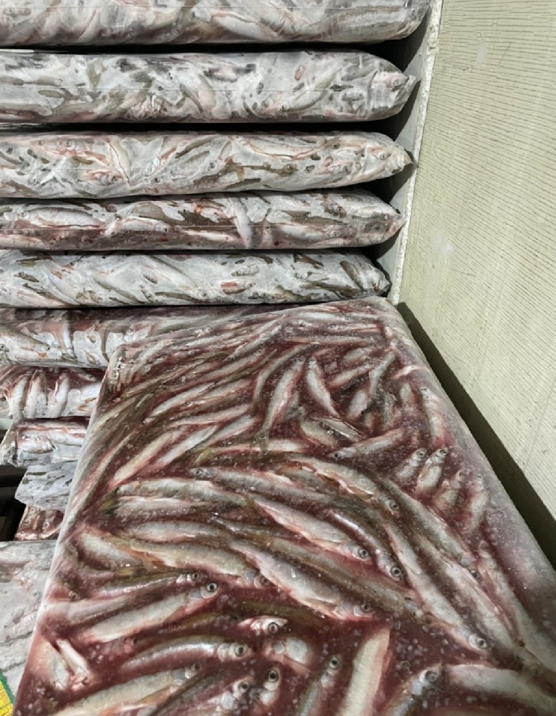 批发开肚白条鱼翘嘴鱼餐条规格定制商用油炸直供货源稳定野生
