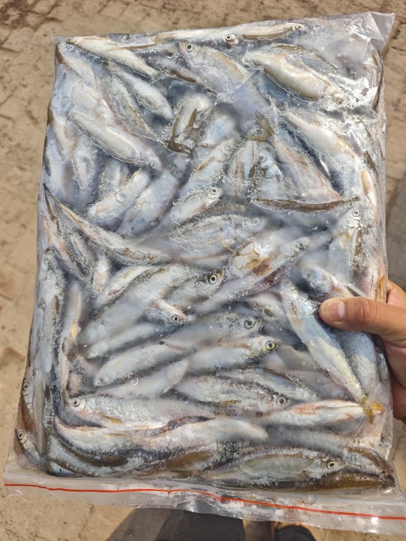 批发开肚白条鱼翘嘴鱼餐条规格定制商用油炸直供货源稳定野生