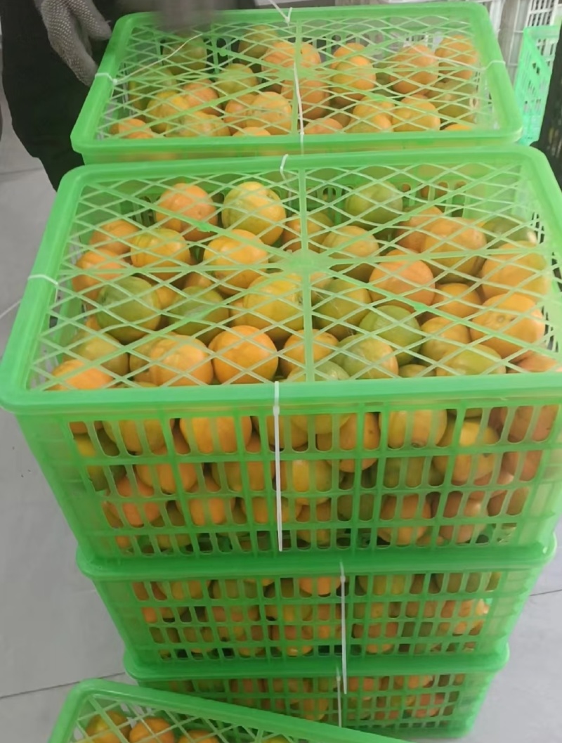 一件代发精品夏橙湖北秭归鲜果供应产地包邮