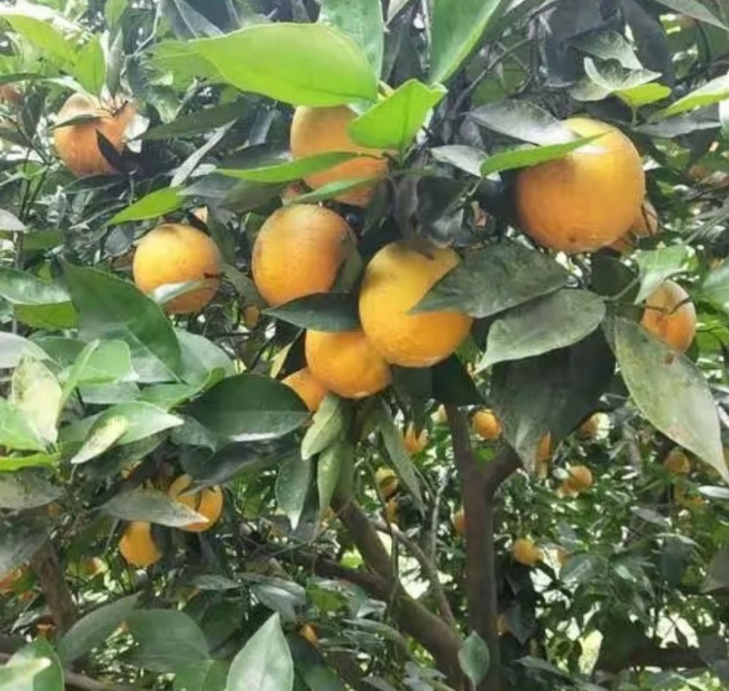 夏橙鲜果湖北秭归原产地整车代办代发