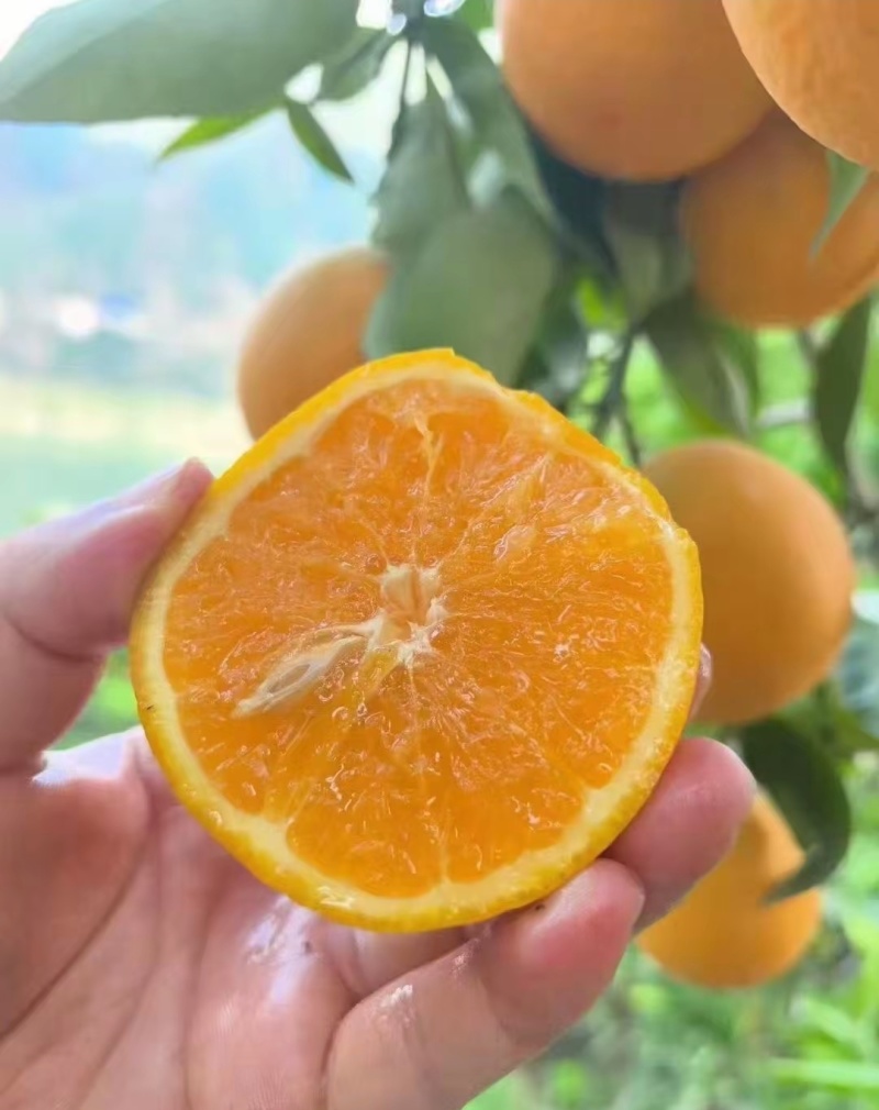 夏橙鲜果湖北秭归原产地整车代办代发