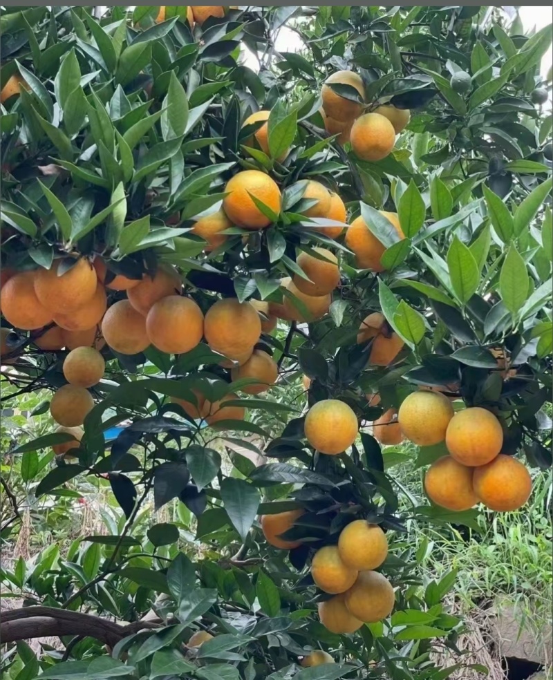 夏橙鲜果湖北秭归原产地整车代办代发