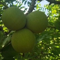 185新疆青皮核桃