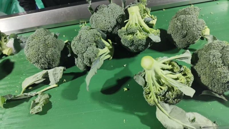 西兰花耐寒优秀绿宝石精品西兰花产地供应保质保量