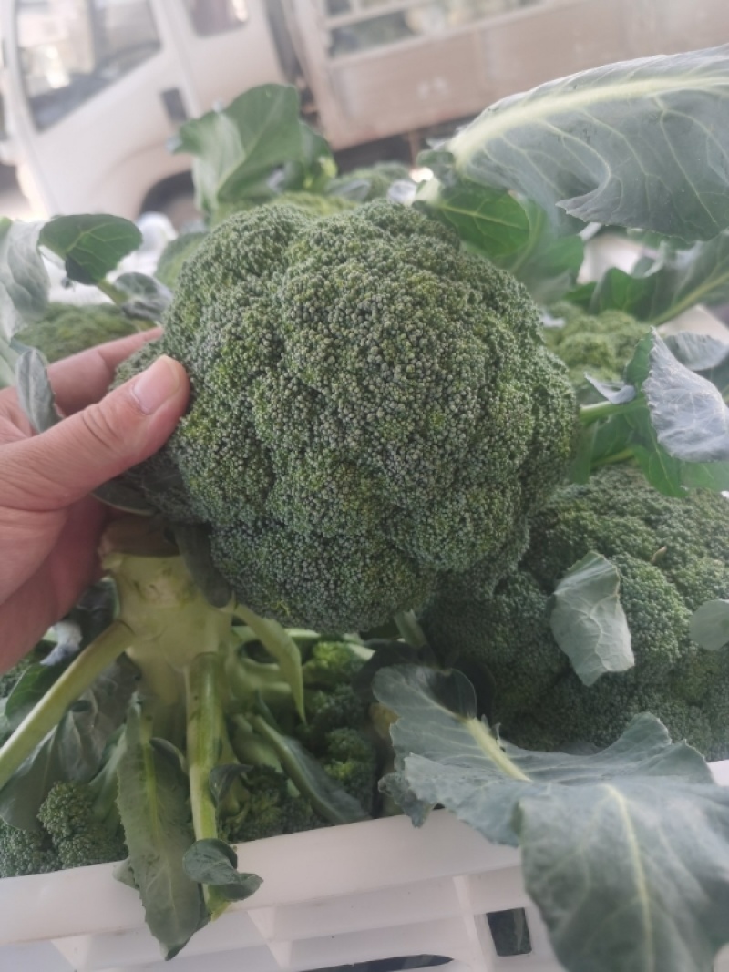西兰花耐寒优秀绿宝石精品西兰花产地供应保质保量