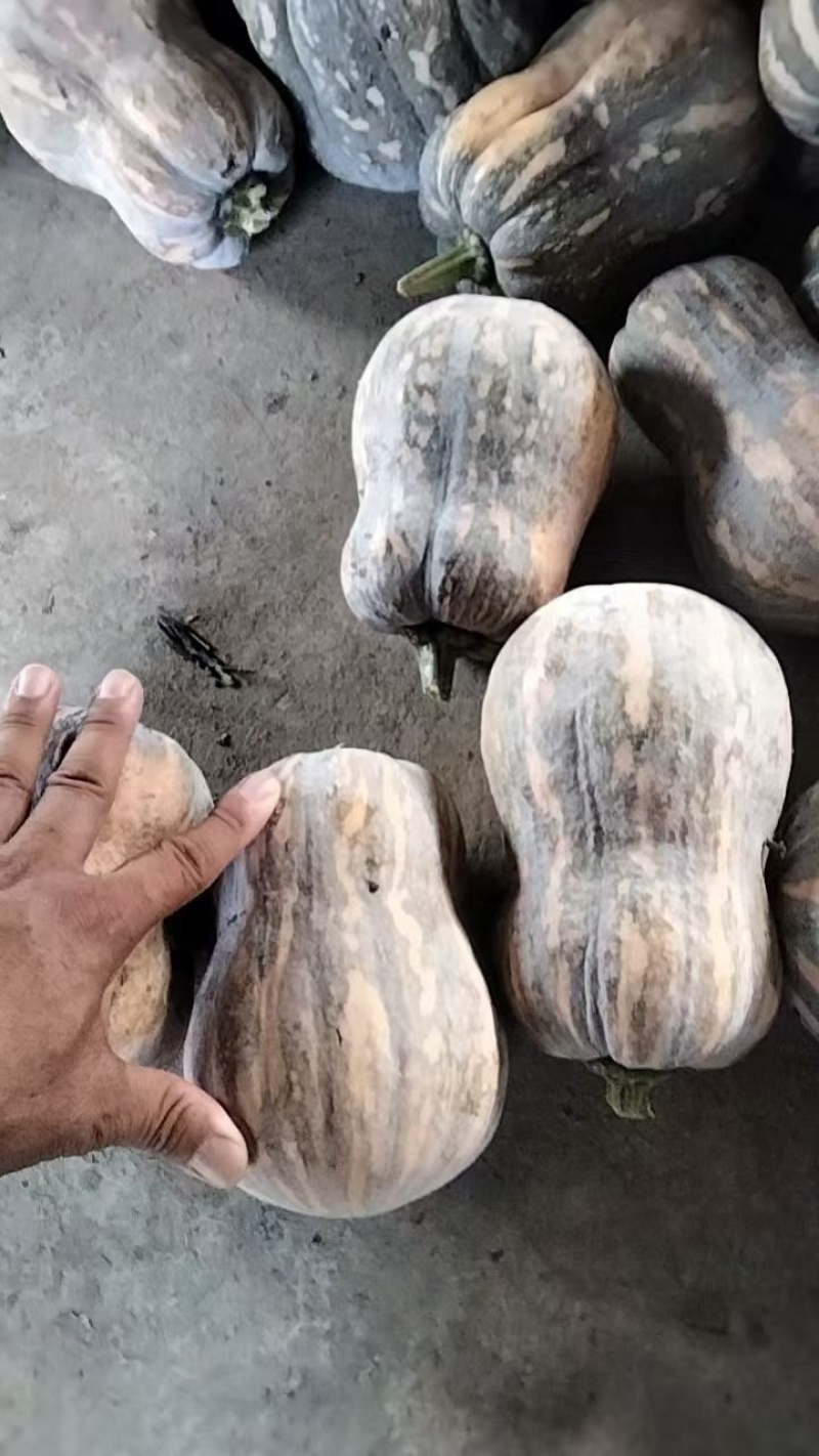 南瓜，小金香南瓜，773.花生南瓜