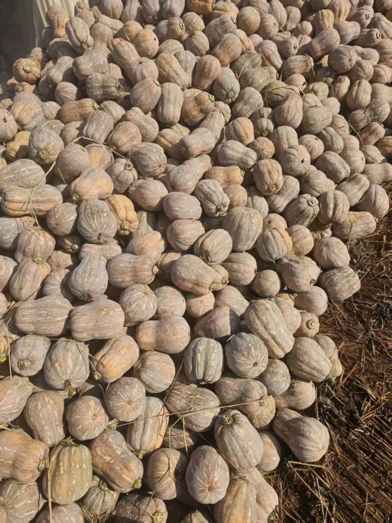 南瓜，小金香南瓜，773.花生南瓜