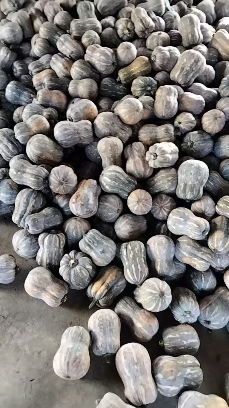 南瓜，小金香南瓜，773.花生南瓜