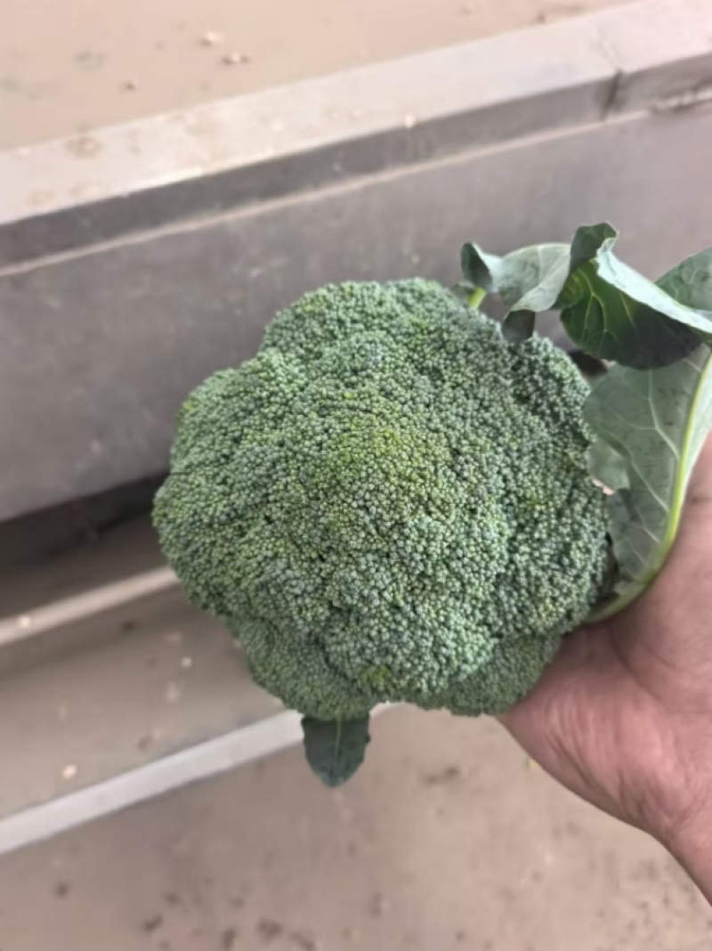 基地精品西兰花，个头均匀，产地直发，市场，电商诚信经营