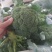 基地精品西兰花，个头均匀，产地直发，市场，电商诚信经营