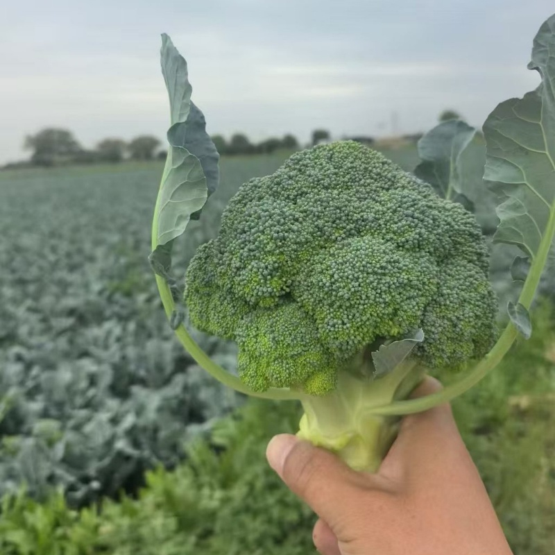 基地精品西兰花，个头均匀，产地直发，市场，电商诚信经营