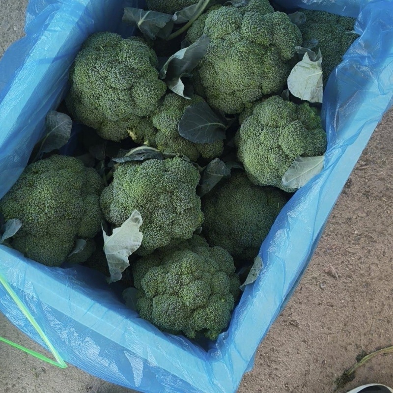 基地精品西兰花，个头均匀，产地直发，市场，电商诚信经营