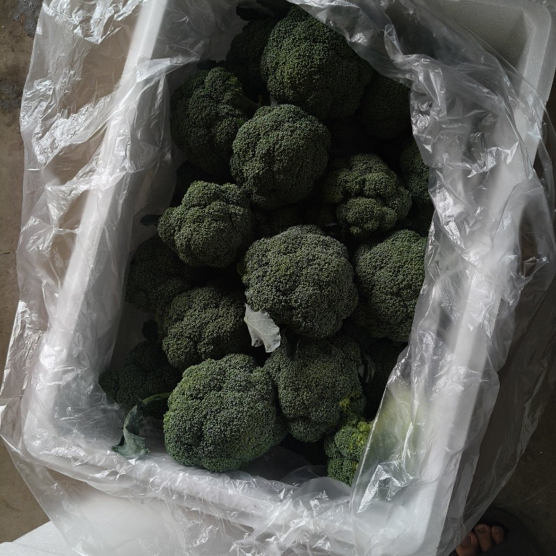 基地精品西兰花，个头均匀，产地直发，市场，电商诚信经营