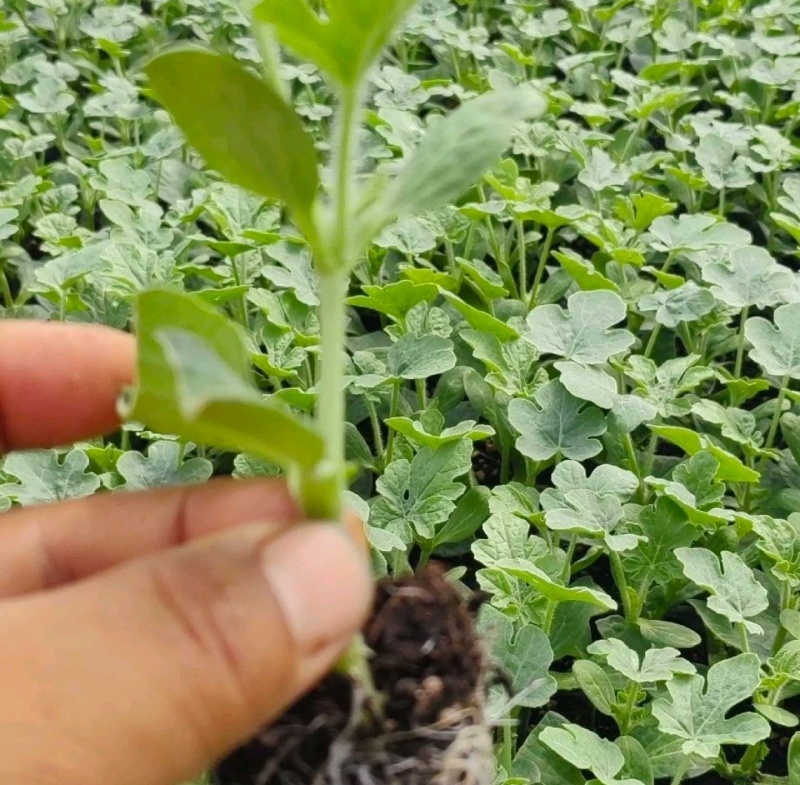 开封市杞县官庄乡微盟美都西瓜苗大量出售中