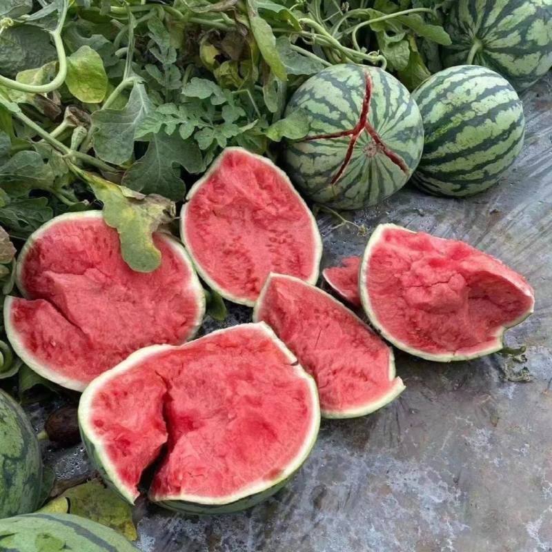 【美都西瓜】浙江台州人种植/大棚西瓜/无籽西瓜/包熟包甜