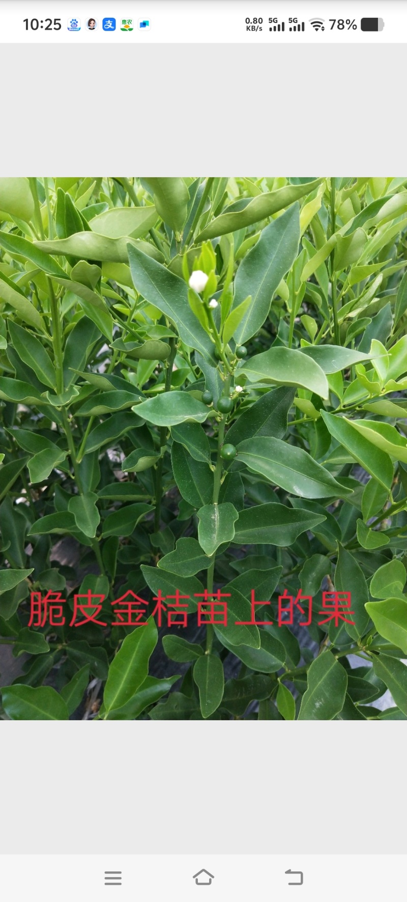 金桔苗脆甜金桔苗金桔嫁接苗脆甜好吃易挂果