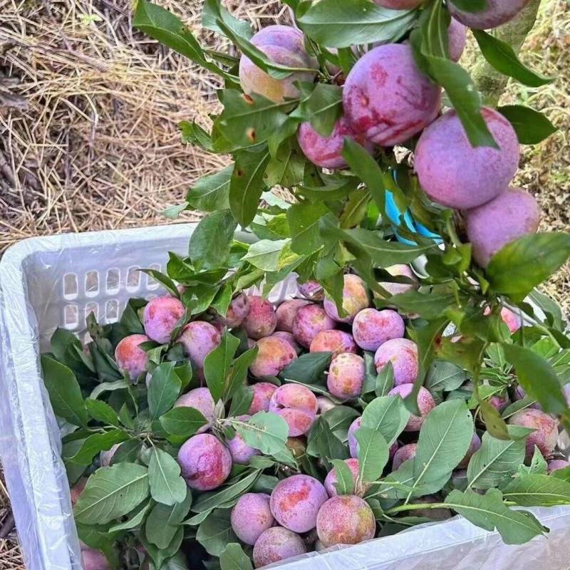 福建芙蓉李子，专业对接市场果电商果，产地直发，量大从优。